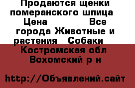 Продаются щенки померанского шпица › Цена ­ 45 000 - Все города Животные и растения » Собаки   . Костромская обл.,Вохомский р-н